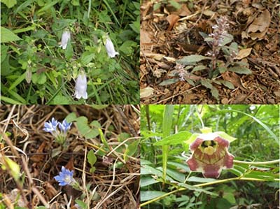 写真1：里山的多様性を彩る非森林生の種