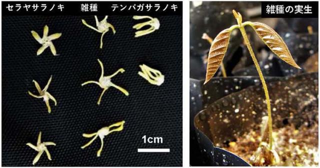 写真1：フタバガキ科サラノキ属の雑種と両親種の花（左）と雑種の実生(右)