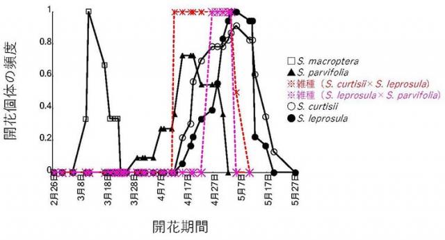 図1：フタバガキ科サラノキ属の2種類の雑種と両親種を含む近縁種の開花時期