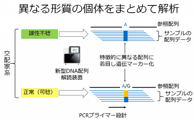 図：雄性不稔形質に関連する遺伝マーカーの効率的な開発に関する概念図