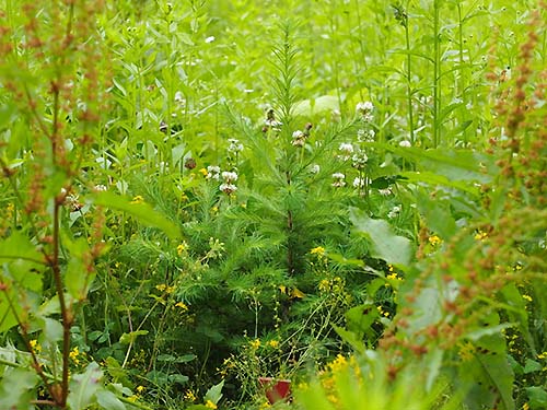 写真1：雑草に約75％覆われたカラマツ植裁木