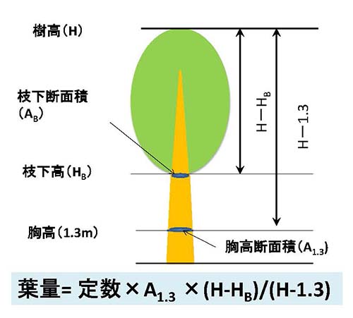 図1：樹冠長を考慮した葉量推定のための新たなアロメトリー式