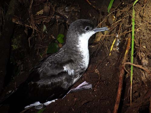 写真1：かつて「オガサワラミズナギドリ」と呼ばれていた鳥