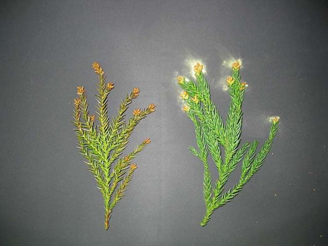 図1：スギ無花粉の変異を持つ富山不稔1と正常スギ個体