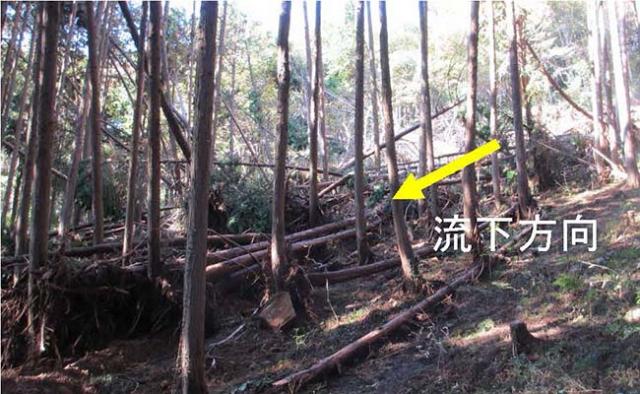 写真：斜面上方から流れてきた土砂と樹木を立木が止めた様子