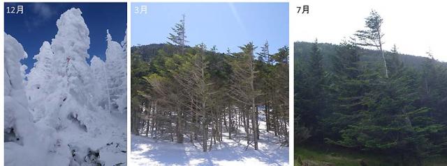 写真1：12月、3月、および7月の縞枯山（長野県の北八ヶ岳）のシラビソ