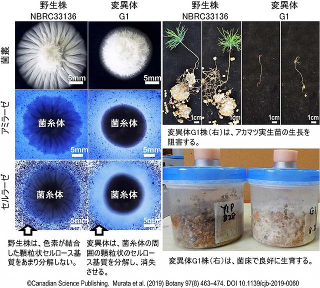 図1 マツタケ野生株NBRC 33136とその変異体G1の特性