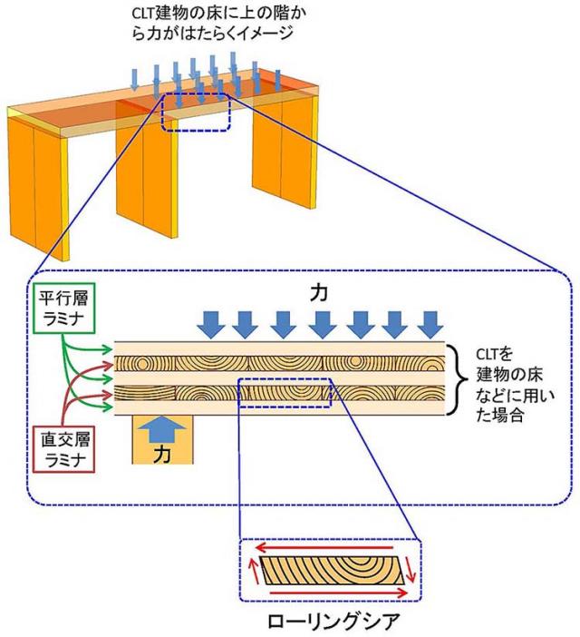 図1：CLTのラミナに発生するローリングシアの様子