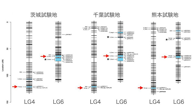 図2：スギの形質に関連した遺伝領域を示した遺伝子地図