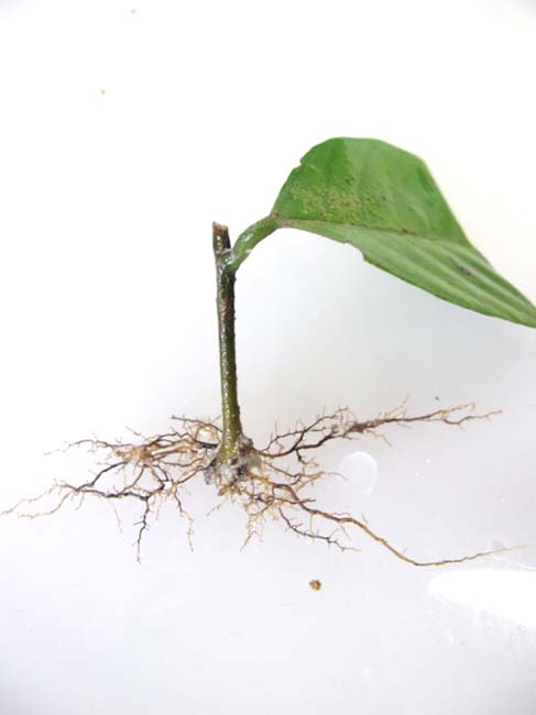 写真2：発根したサラノキ雑種の挿し穂（植え付け3か月後）