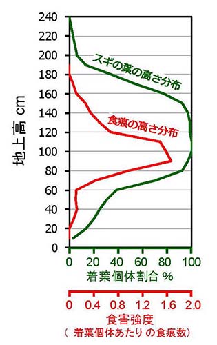 図1：平坦な場所に植栽したスギの着葉分布とシカ食痕の高さ分布