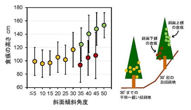 図2：斜面傾斜角度が大きくなるとシカ食痕の高さも高くなる
