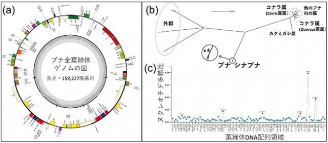 図2：（a）ブナの全葉緑体ゲノムの地図。（b）全葉緑体ゲノム解析に基づいた系統関係