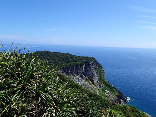 写真1：小笠原諸島母島の石門にある湿性高木林