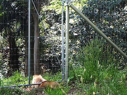 写真1：金属柵の扉下の隙間をすり抜けるアナグマ