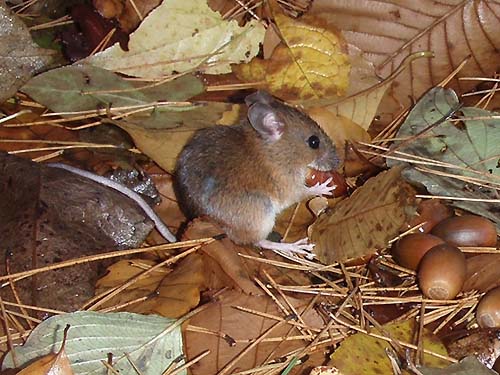写真1：ドングリを持ち運ぼうとするアカネズミ