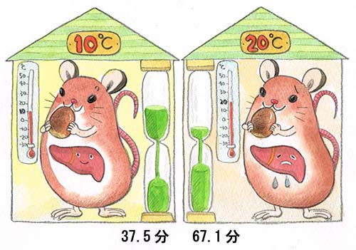 図1：アカネズミの肝臓におけるタンニン解毒能力と気温との関係