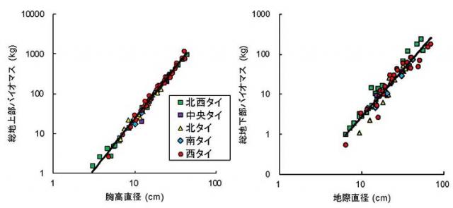 図：チークの幹の直径と地上部と地下部のバイオマスの関係