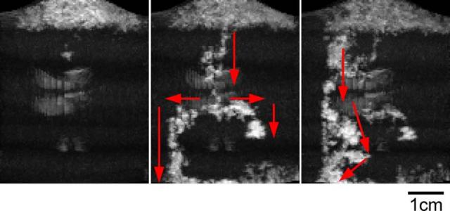 図2：MRIにより可視化した積雪内部での浸透現象