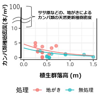 図：トドマツ人工林皆伐地における、植生群落高とカンバ類稚樹密度との関係
