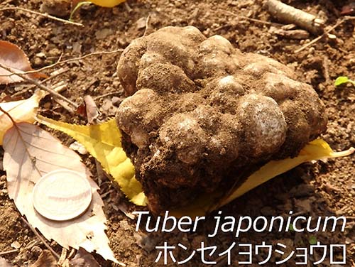 図1：ホンセイヨウショウロ