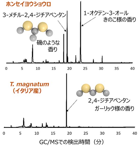 図2：ホンセイヨウショウロとイタリア産白トリュフにおける香り成分の分析