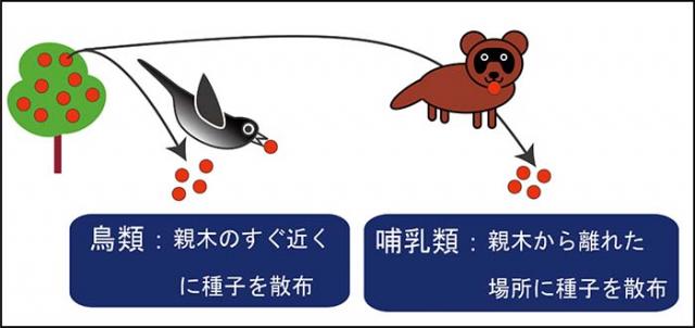 図：鳥類と哺乳類で種子を運ぶ距離は大きく異なる