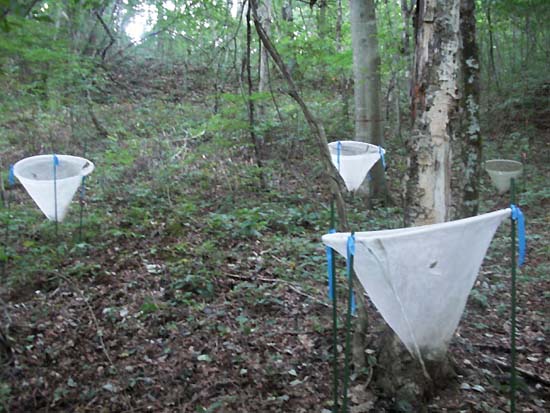 写真：種子を集めるために設置したトラップ