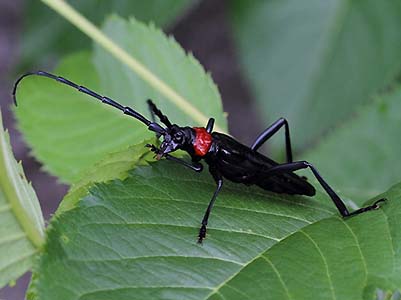 写真1：クビアカツヤカミキリ成虫