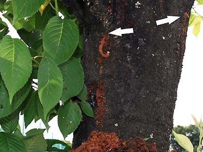 写真3：幼虫が穿孔している穴（矢印）