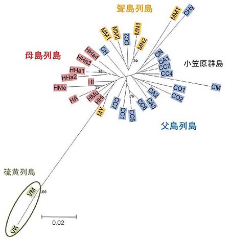 図2：小笠原群島と硫黄列島のタコノキの遺伝的分化