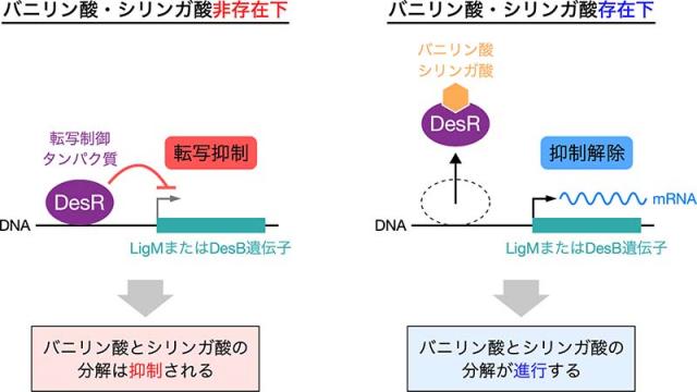 図 バニリン酸・シリンガ酸代謝酵素遺伝子の転写制御システム