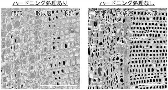 写真：スギコンテナ苗の電子顕微鏡写真