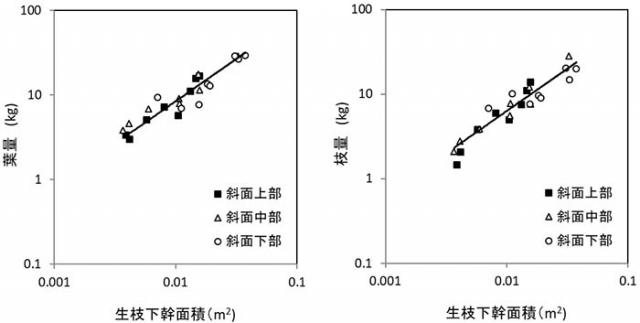 図2 生枝下幹面積と葉量と枝量のアロメトリー式