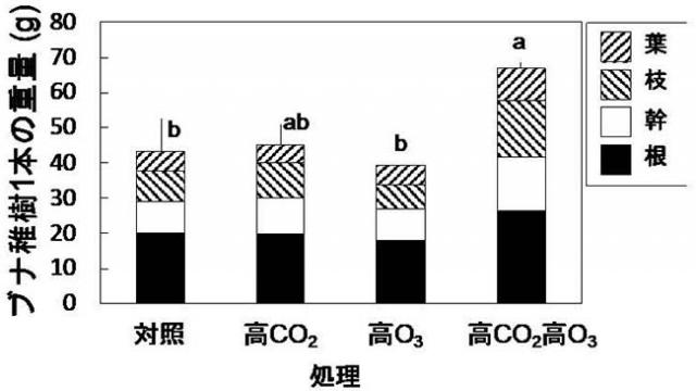 図：ブナ稚樹1本の乾燥重量