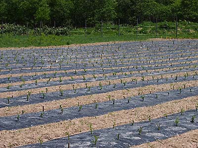 写真：農業用マルチの設置とヤナギの植栽