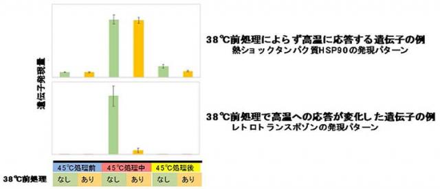 図：45℃高温処理に対するスギの高温ストレス応答遺伝子の反応