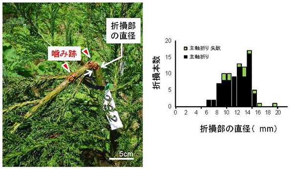 図2 折損部位の様子と折損部の直径の本数分布