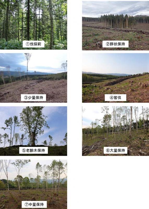 写真：調査に用いた7つの林分状況