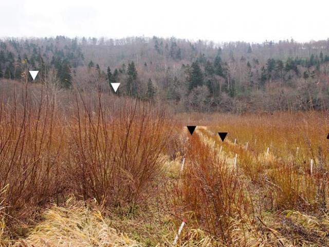 写真：シカ食害を受けたヤナギ栽培試験地の様子