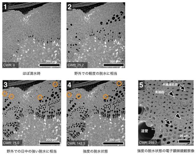 図2. 脱水に伴うコナラ木部のX線CT断面像および電子顕微鏡像
