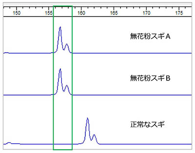 図：PCR法とキャピラリー電気泳動装置による無花粉スギの検出