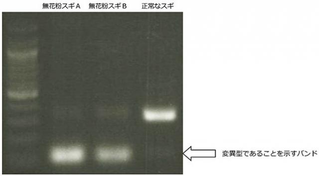 写真1：PCR法とアガロースゲルによる無花粉スギの検出