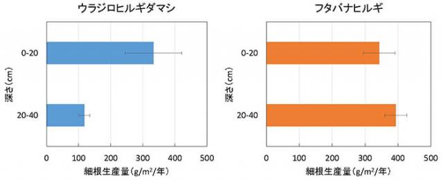 図1：ウラジロヒルギダマシ林とフタバナヒルギ林の細根生産量