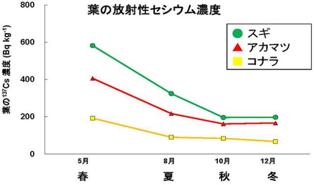 図：葉の放射性セシウム濃度の季節変化