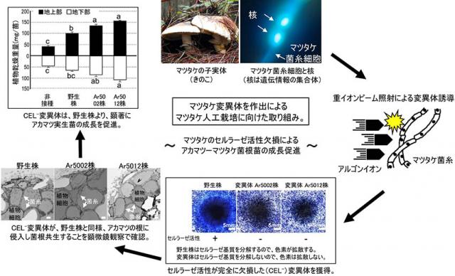 図1：マツタケ突然変異体とアカマツ実生苗への成長促進効果