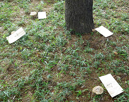 写真2：調査プロット内に発生したススケヤマドリタケの子実体