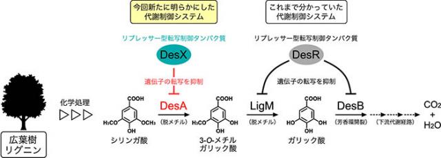 図 Sphingobium sp. SYK-6株のシリンガ酸代謝経路とその制御