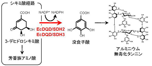 図2：ユーカリで没食子酸を合成する酵素