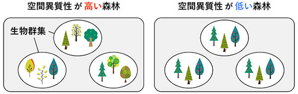 図1：空間異質性が高い森林と低い森林の例